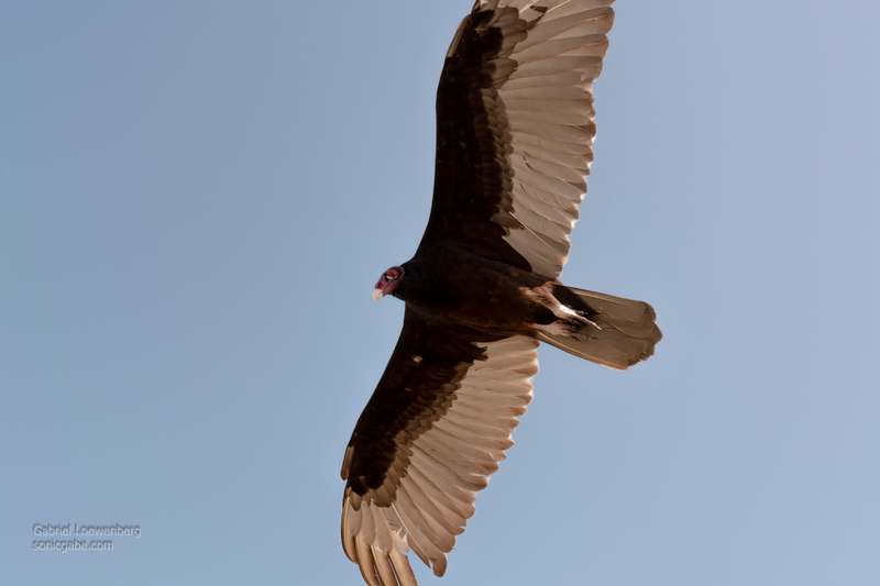 Up on the boardwalk (that goes from the parking lot, over the dunes, and down to the beach) the birds were passing by very close as they patrolled the beach. This Turkey Vulture was really close. This picture is not cropped at all and my lens was at 32mm at the time of the shot. He was REALLY close.